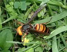 An Asian giant hornet