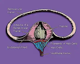 Inner ear illustration showing semicircular canal, hair cells, ampulla, cupula, vestibular nerve, & fluid