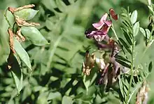 Kashubian vetch – Kashubia