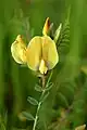 Vicia grandiflora