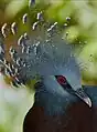 Victoria crowned pigeon, Goura victoria