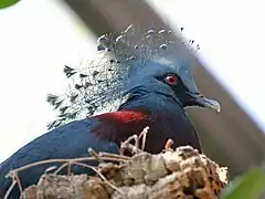 Victoria crowned pigeon (Goura victoria).