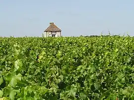 The vineyard and a vine Lodge