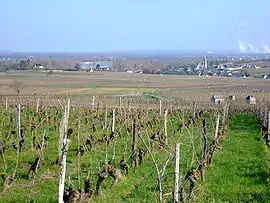 A general view of Souzay and its vineyards