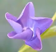 Vinca minor, contorted aestivation