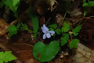 Northern Bog Violet, Viola nephrophylla, May