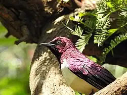 Violet-backed starling (Cinnyricinclus leucogaster)