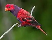 A red parrot with a violet neck and underside, and black eye-spots and wingtips