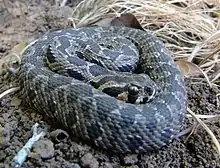 Palestinian viper