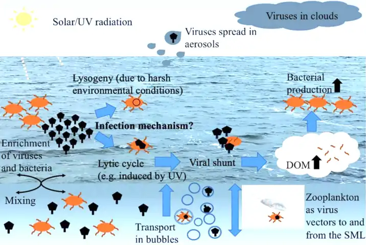 Viral–bacterial dynamics in the surface microlayer (SML) of the ocean and beyond. DOM = dissolved organic matter, UV = ultraviolet.