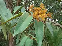 Virola sebifera