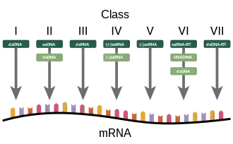 A diagram showing how the Baltimore Classification is based on a virus's DNA or RNA and method of mRNA synthesis