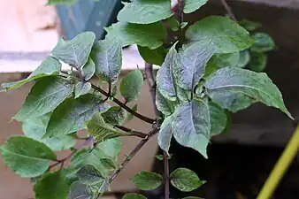 Leaves and stalks showing violet colouring