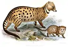 Drawing of brown and black viverrid