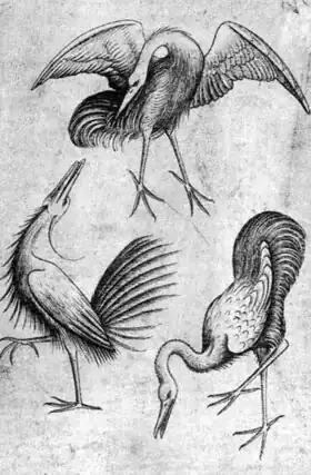 Woodcut of three long-legged and long-necked birds