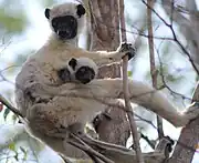 Black and white lemur