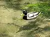 Vrelo Bosne ducks