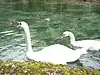 Vrelo Bosne Swans