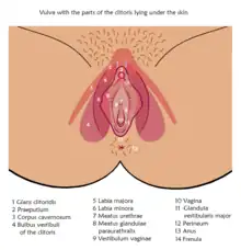 Clitoral bulbs under the labia and on both sides of the vaginal entrance