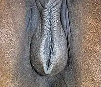 Vulva of a horse