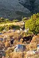 Goatherd shepherd in Vuno