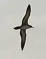 Profile in flight, Hawaiian Islands