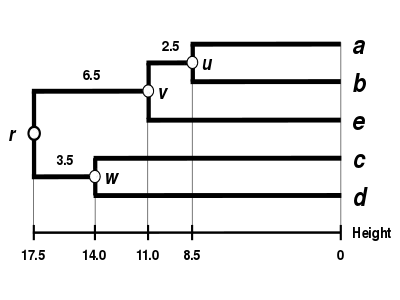 WPGMA Dendrogram 5S data