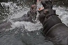 Hippos