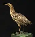 Mounted bittern in the collection of the Whanganui Regional Museum