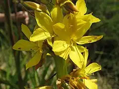 W. thyrsiflora flower