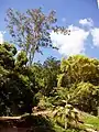 Wahiawā Botanical Garden, one of the tourist spots in Wahiawā