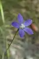 Wahlenbergia violacea