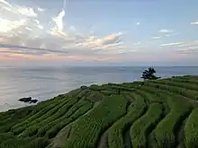 Wajima Shiroyone Senmaida rice terraces at dusk