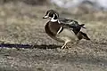 A male bird walking