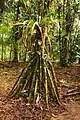 A Walking Palm at La Selva