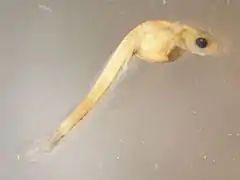 Walleye larva