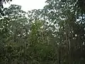 Tree canopy at Wallumatta Nature Reserve, North Ryde