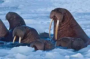 Walrus coming up for air