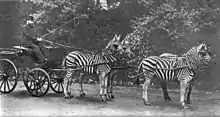 Walter Rothschild with a carriage drawn by four zebra