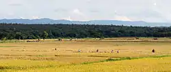 Rice being harvested in Wang Nuea District, Lampang province. The mountains in the background are part of the Phi Pan Nam Range.