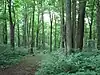 A path through a green forest with many shrubs