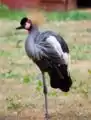 Grey crowned crane