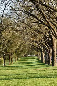 A picture of Washington Road Elm Allée, which is one of the entrances to the campus