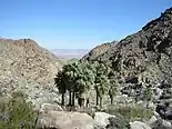 Washingtonia palms near Twentynine Palms, California, USA