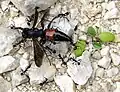 Spider wasp being carried off by ants.