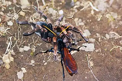 Tarantula hawk wasp dragging the tarantula Megaphobema mesomelas to her burrow; it has the most painful sting of any wasp.