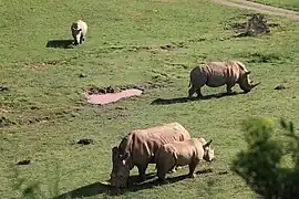 Rhinos at the Watani Grasslands.