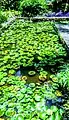 Water lilies in Nairobi, Kenya