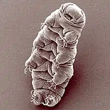 Water bear Hypsibius dujardini