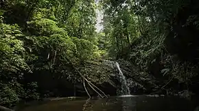 A waterfall in the heavily forested Northern Range